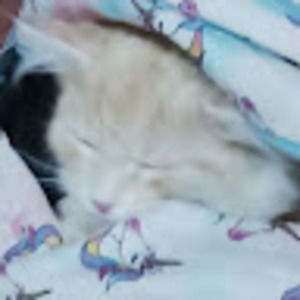 Meet your Posher, Mahala